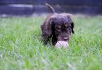 Puppy playing - pet dog gates