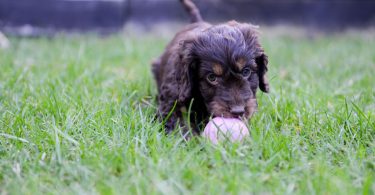 Puppy playing - pet dog gates